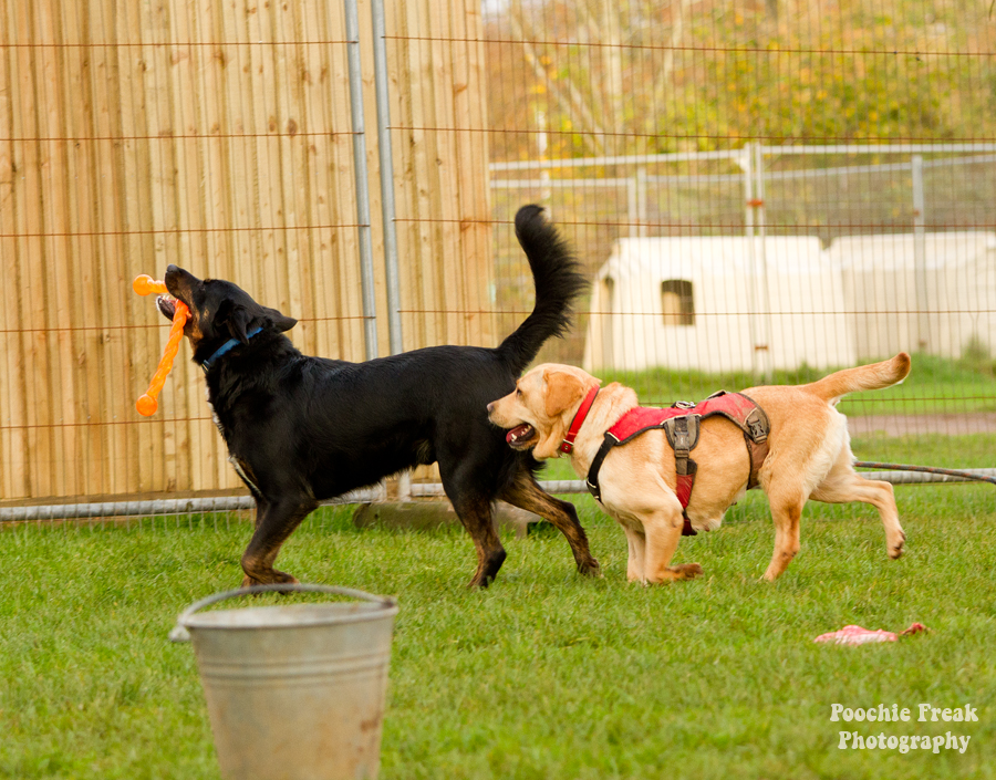 Buddy, Bath Cats & Dogs Home, BCDH, Pet Photography, Dog Photographer, Pet Photographer UK